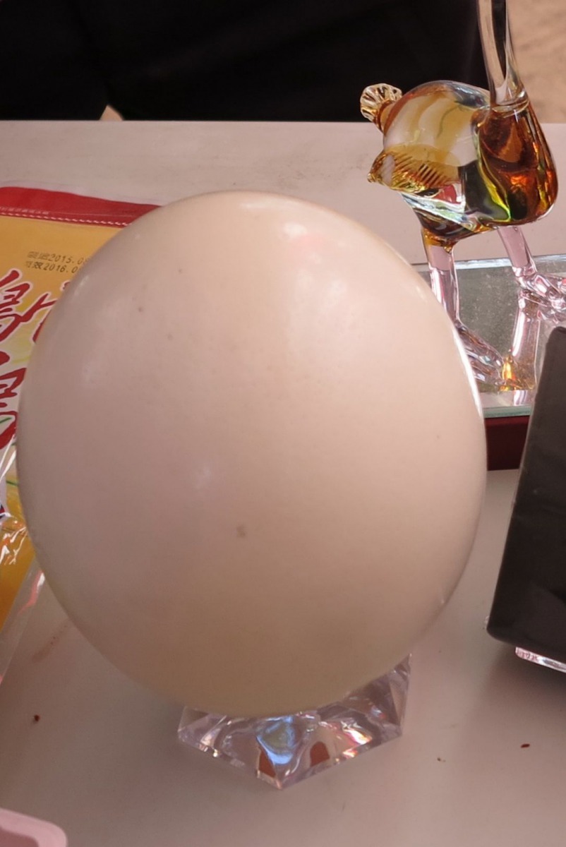 鴕鳥蛋為一般雞蛋的30倍大。高維奇/攝