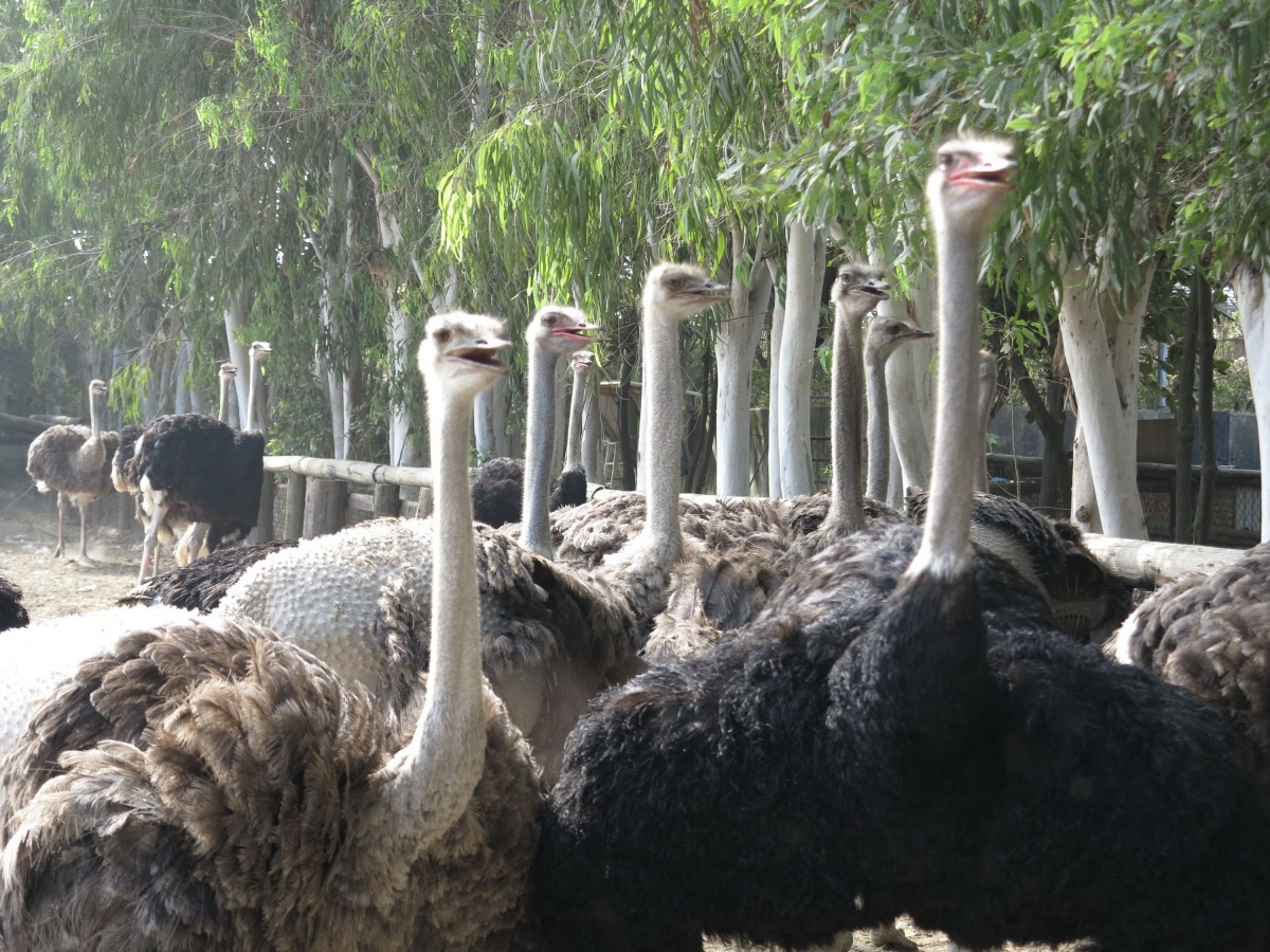 頑皮世界飼養的鴕鳥非常多。高維奇/攝