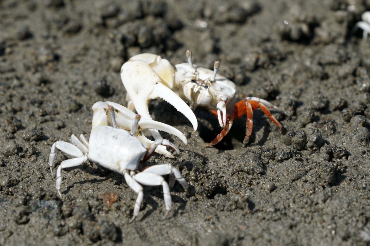 招潮蟹。臺北市工務局水利處/提供