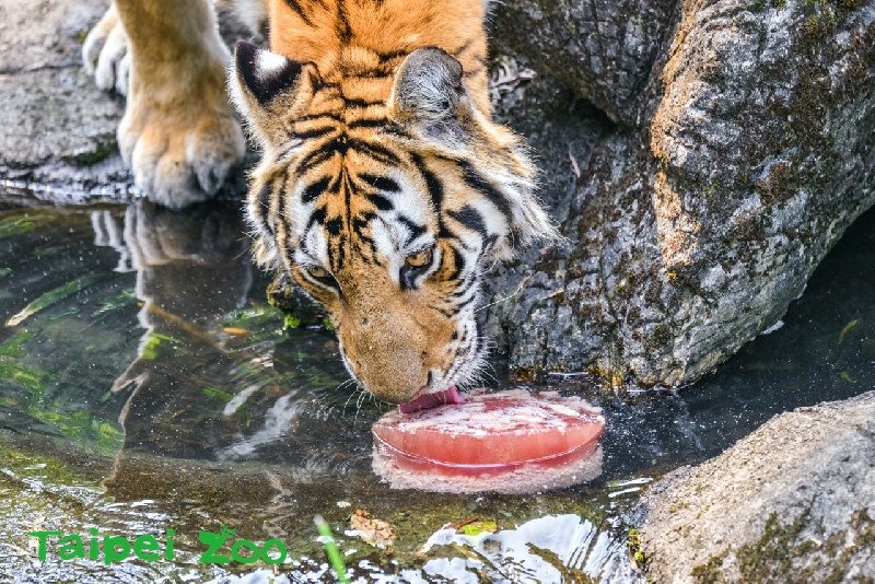老虎最愛舔食碎肉冰。
