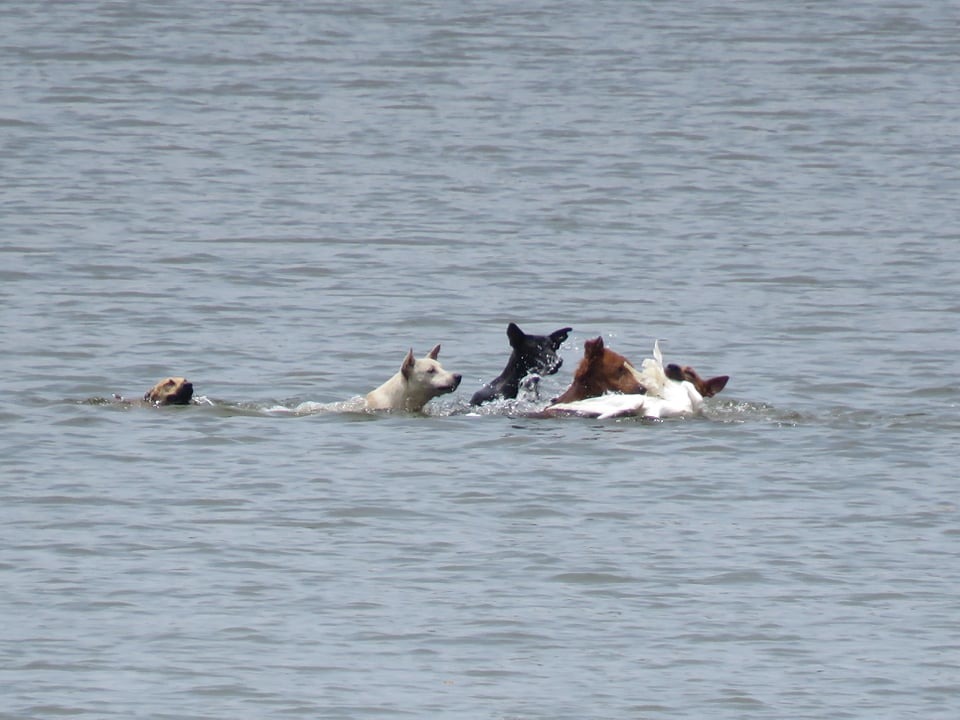 野化犬集體游泳包圍獵殺水面的天鵝。希望/提供
