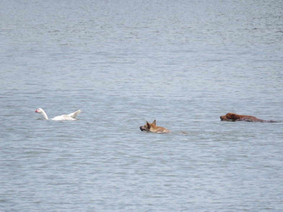 野化犬集體游泳包圍獵殺水面的天鵝。希望/提供