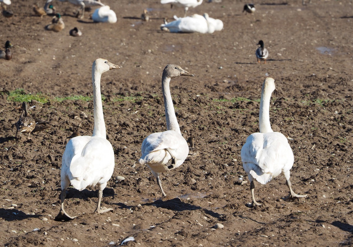研究團隊認為，這套模型在未來也可以應用在其他物種身上。圖為三隻鵝逛大街。 Photo: Dana