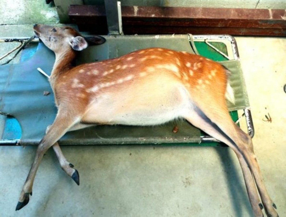 受傷奈良鹿現正接受治療。（Foundation for the Protection of Deer）