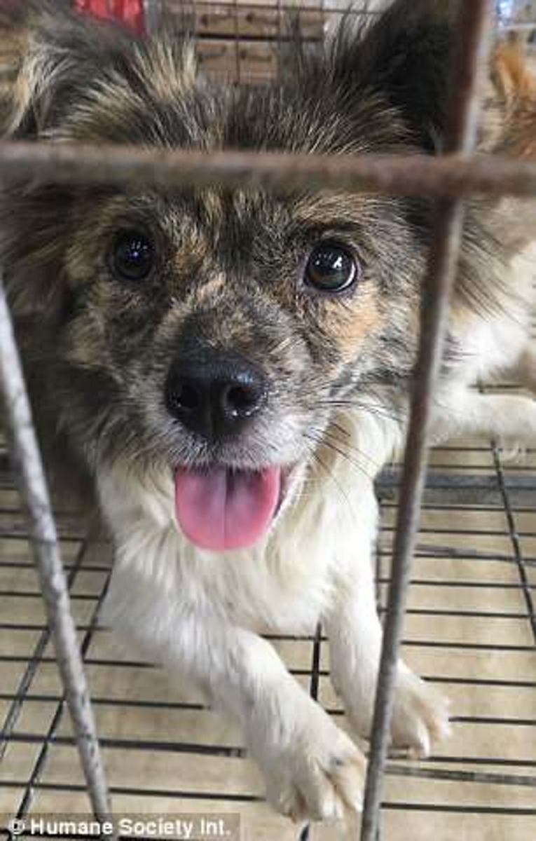 有些狗狗頸上仍有頸圈，明顯是被人偷走，(HSI)