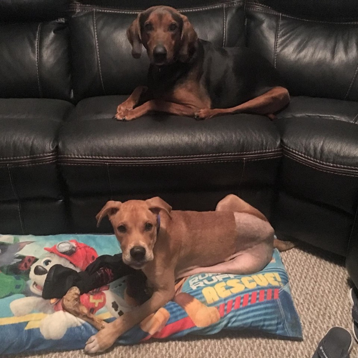 Columbo和家中的「哥哥」相處久了，神情舉止開始相似呢！（Facebook@Adventures of Columbo）