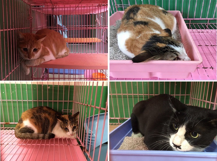 安置在收容所的4隻貓，原飼主已領回1隻貓，表示其餘3隻也要領回。圖/台南市動保處提供