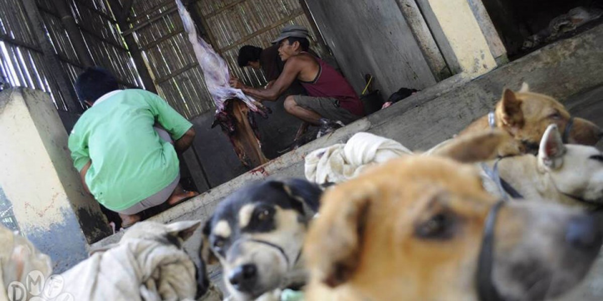 狗狗和貓貓因肉類貿易而遭受到難以想像的虐待 （Dog Meat Free Indonesia）