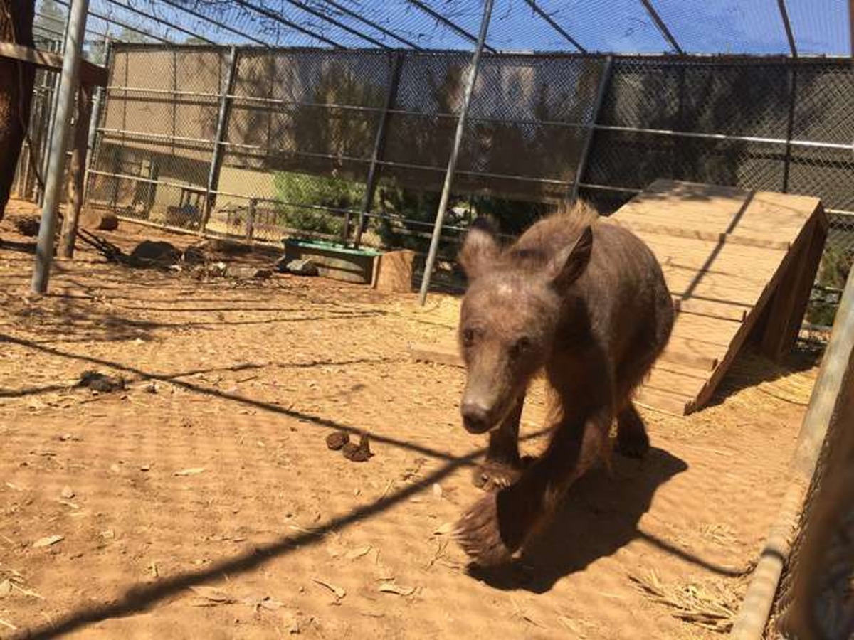 Eve的疥癬此時已完全清除 (FFAWC)