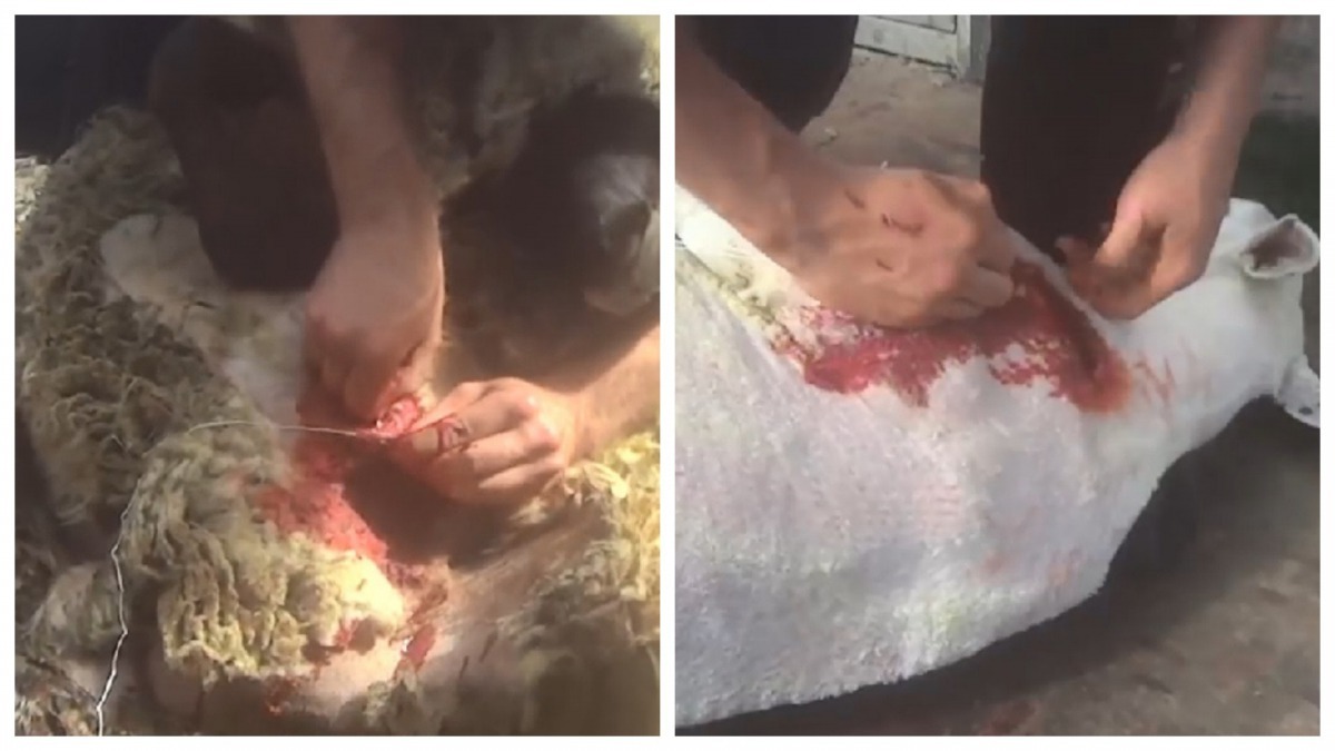 沒麻醉消毒的情況下,工人就用針線將羊隻的傷口縫起來。(PETA Asia影片截圖)