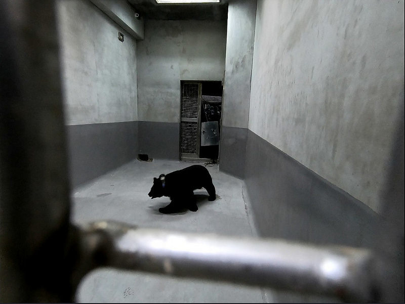 10月30日傍晚,黑熊順利移至台北市立動物園檢疫籠舍留置觀察。東勢處提供。