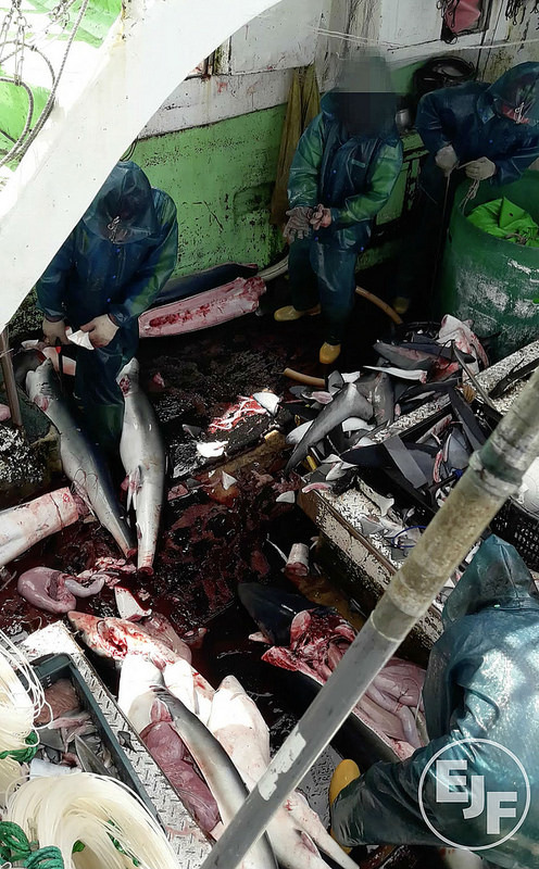 EJF 再揭台灣漁船非法割鰭棄身、捕殺海豚及海龜。