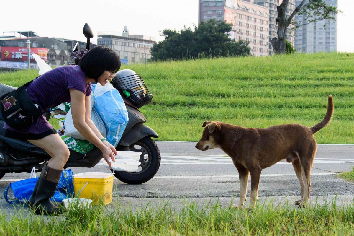 許多愛媽把浪犬當成自己的責任，一日不敢鬆懈。（圖片／動平會提供、許閔皓攝）