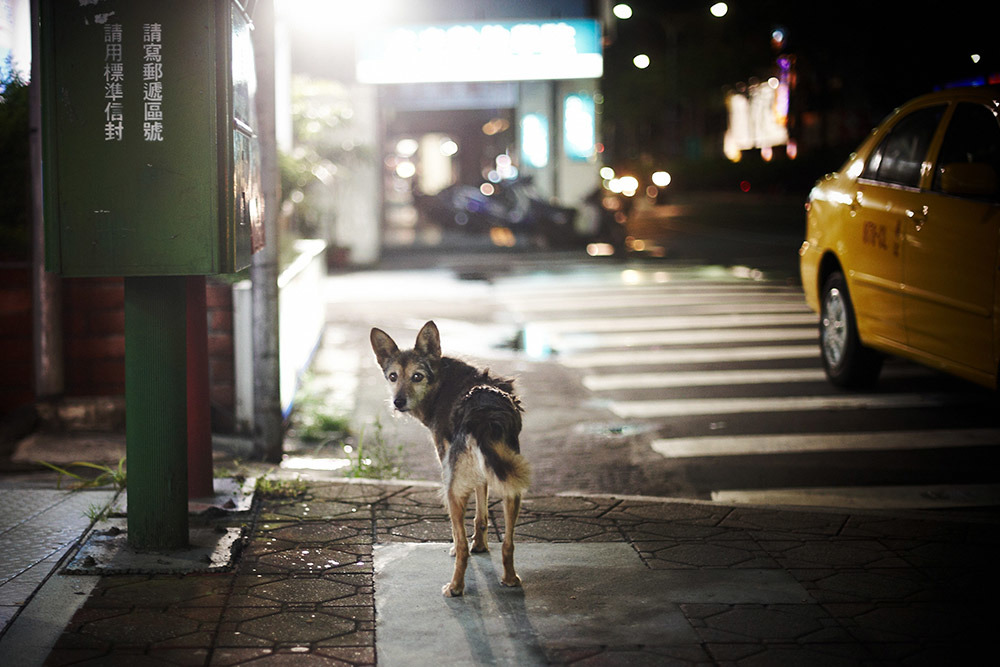 流浪犬會被人類指責破壞市容、造成髒亂，在街頭奮力討生活，但浪犬到底從哪裡來的？。（圖片／動平會提供、沈怡帆攝）