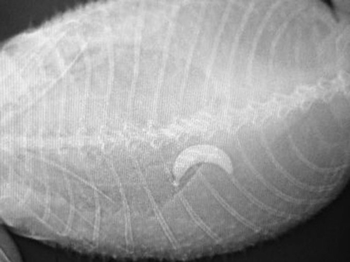 有狗狗玩耍時竟吃下了塑膠香蕉玩具，所以買玩具給毛孩時也要注意大小，以免寵物誤吞！（資料圖片）