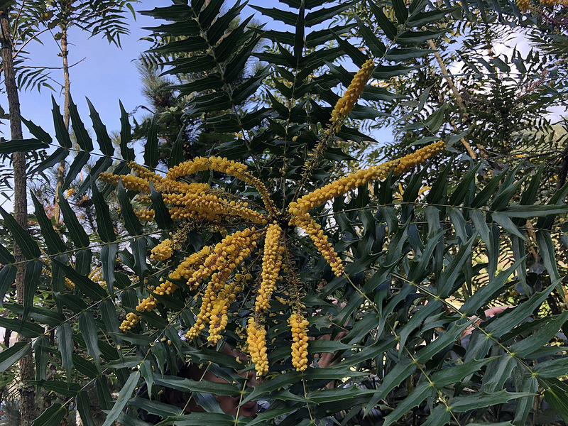 正值花期的阿里山十大功勞,是野蜂喜愛的蜜源植物。攝影:廖靜蕙