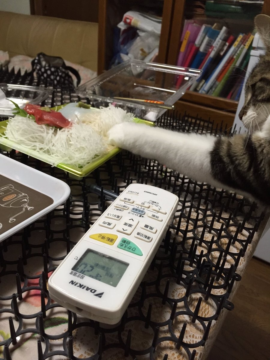 貓主子：「沒人可分開我和刺身！」（網上圖片）