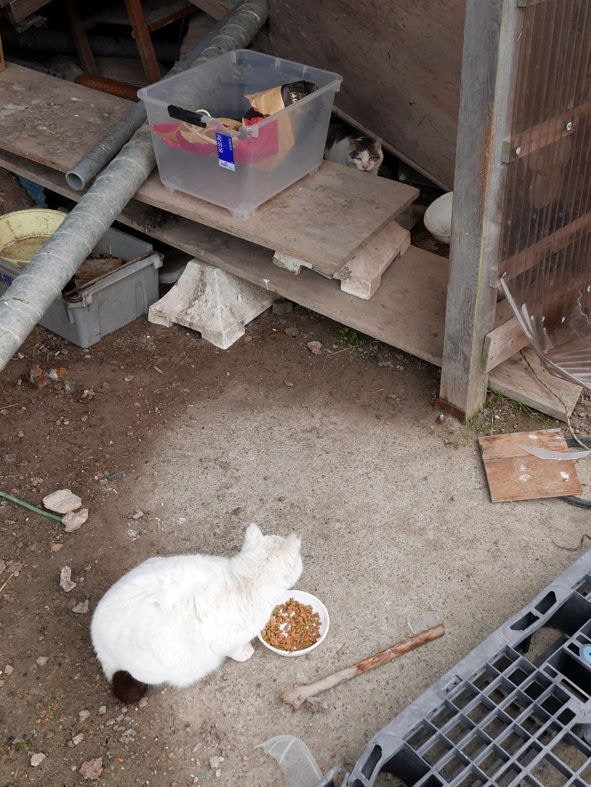 不少貓狗仍住在昔日的家裡。（太田康介）