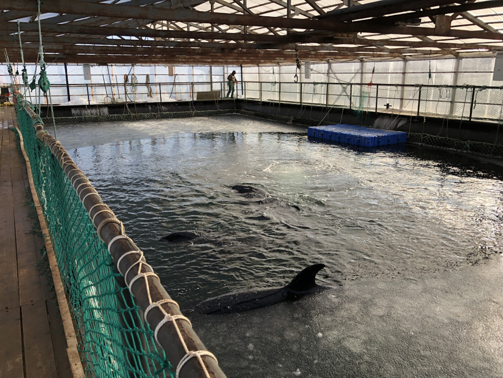 11隻虎鯨被圈養在室內水池中，封閉水域與餵食飼料的殘渣讓細菌滋生，影響虎鯨的皮膚狀況。 Photo: Free Russian Whales