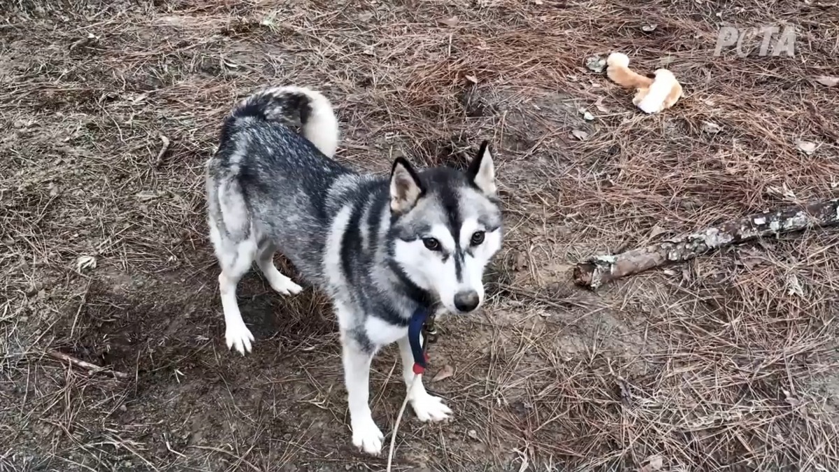 哈士奇犬屬於工作犬，牠的精力比較旺盛，因此主人需要花時間陪伴、管教，要不然牠便會在家裡大肆破壞。（Youtube影片截圖：PETA）