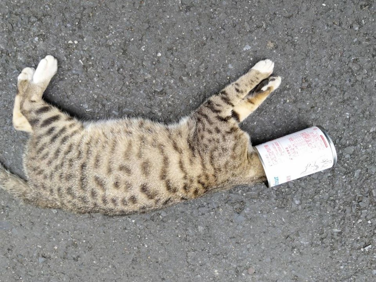 曾經有貓咪因頭卡罐頭而死。（Facebook圖片：宜蘭縣流浪動物中途之家）