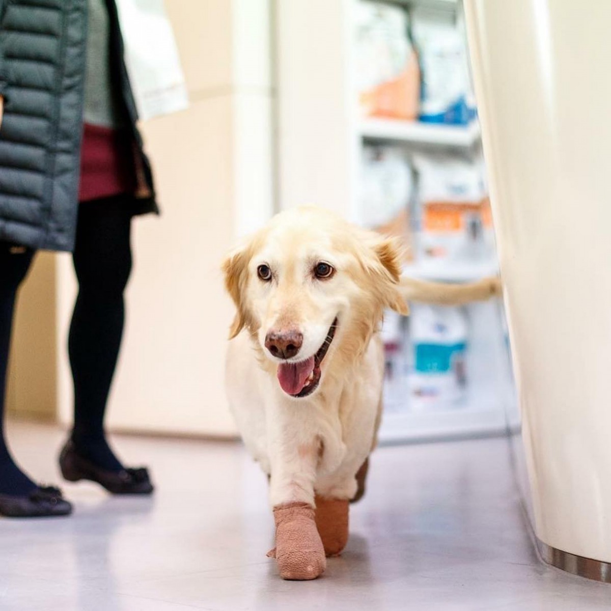 Chi Chi的四肢也駁上了 義肢。（Instagram@chichirescuedog）