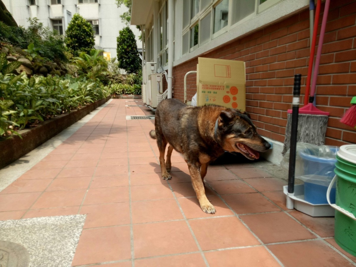 太狼永遠活在大家心裡。校園的每個角落都有太狼的身影。（Facebook圖片：東吳大學搖尾巴社）