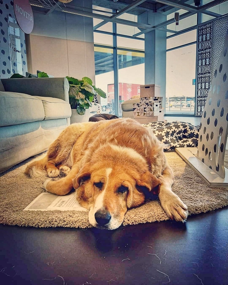 這間IKEA每年冬天均會為這些流浪狗送暖。（Instagram@dako_photo）