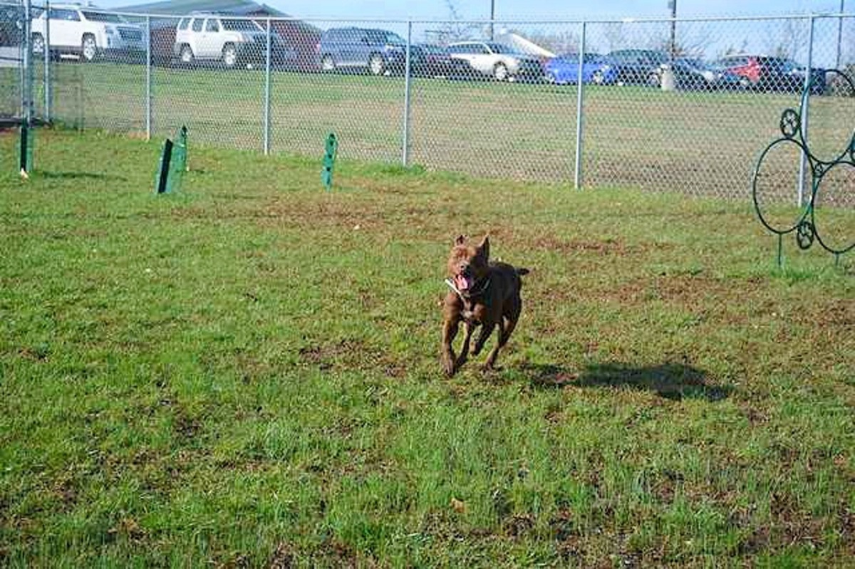 雖然Kenny未被收養，但Casey指牠現時也很享受職員們給牠的愛。（Facebook@ Wayside Waifs）