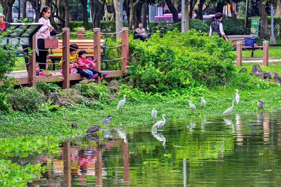 民眾在公園餵食野鳥，對鳥兒本身以及對整個生態環境都是有所危害的。台北市政府/提供