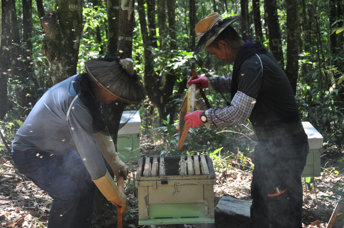 林下養蜂增加林木授粉和結果率,更可促進林木更新。攝影/許原瑞