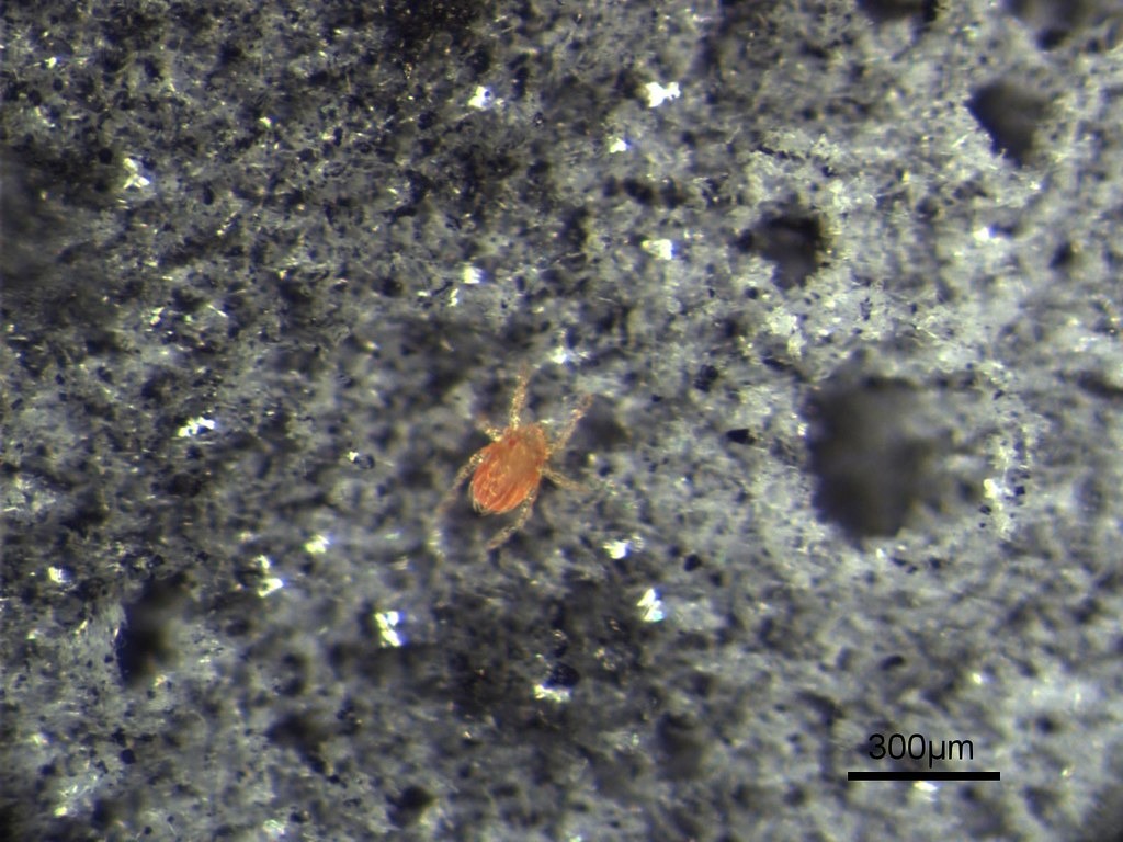 恙蟲（未吸體液前）。圖片提供：國立台灣師範大學