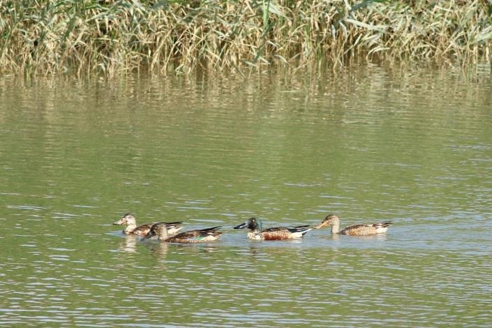 社子島濕地的琵嘴鴨和小水鴨。台北市政府/提供
