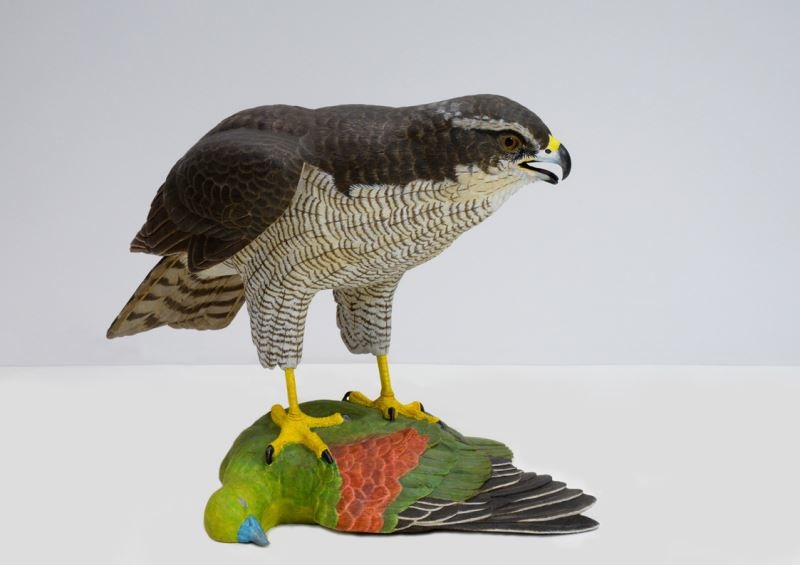 「命をつなぐ」オオタカ_蒼鷹_橋本勇喜_日本。文化部/提供