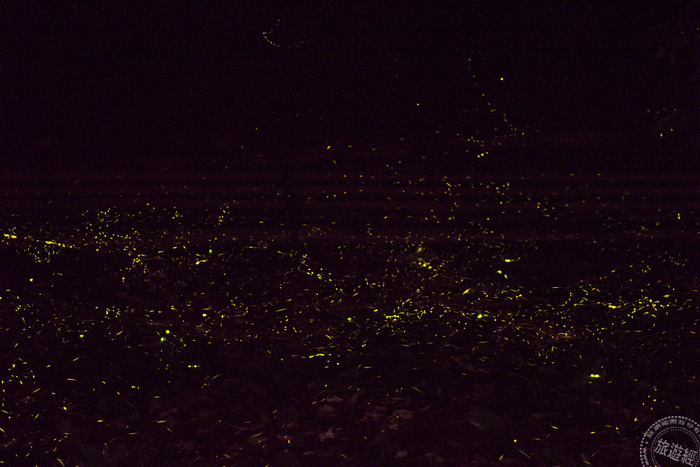 新北市坪林九芎根親水公園螢火蟲景觀。新北市農業局/提供