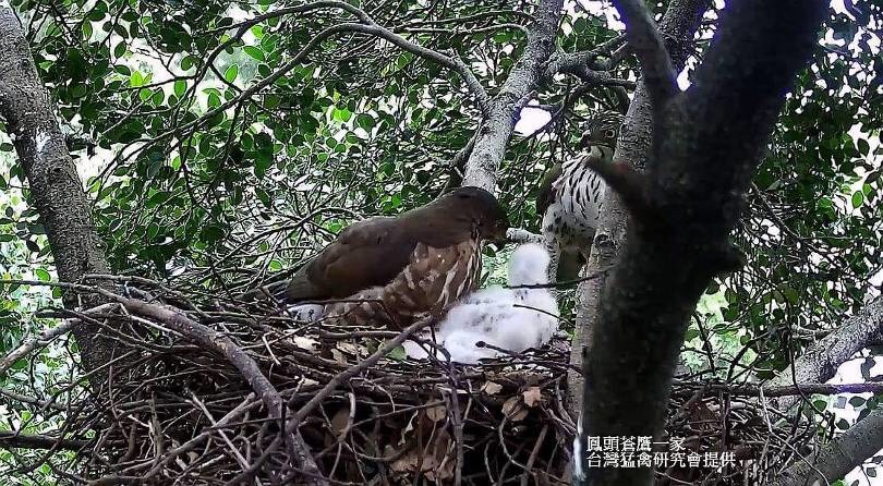 鳳頭蒼鷹一家。臺灣猛禽研究會/提供