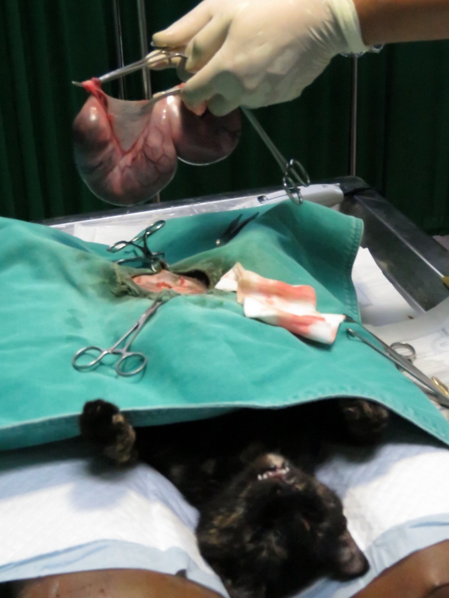 三合一絕育手術時發現母貓珠胎暗結的案例。高維奇/攝