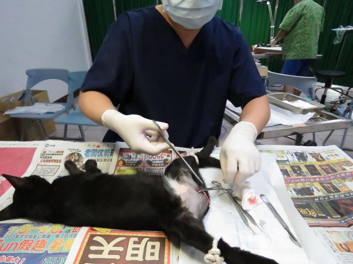 不管公母貓，貓出生4個月以上即要帶往結紮。高維奇/攝