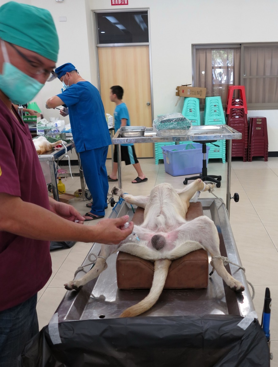 偏鄉飼養的公犬結紮率遠低於母犬。高維奇/攝