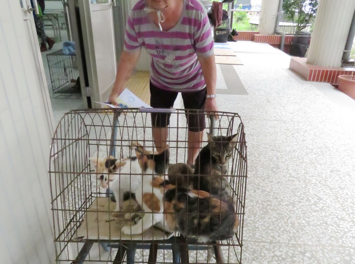 家有一群貓的飼主,先行誘捕再一起帶往結紮現場。高維奇/攝