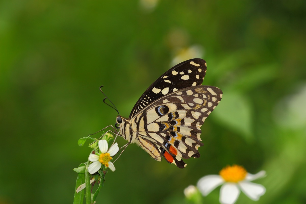 「劍南蝶園」中的花鳳蝶。林葆琛/攝