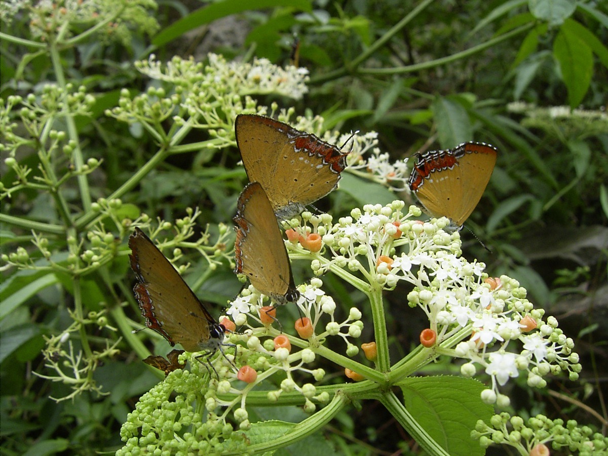 「劍南蝶園」中的紫日灰蝶。林葆琛/攝