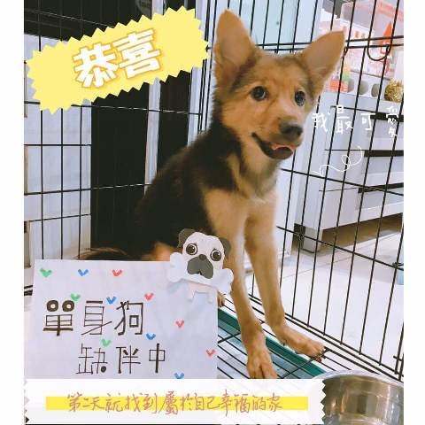 台中8間寵物商店響應愛心小站活動，宣導「認養不棄養」的觀念。台中市動保處/提供