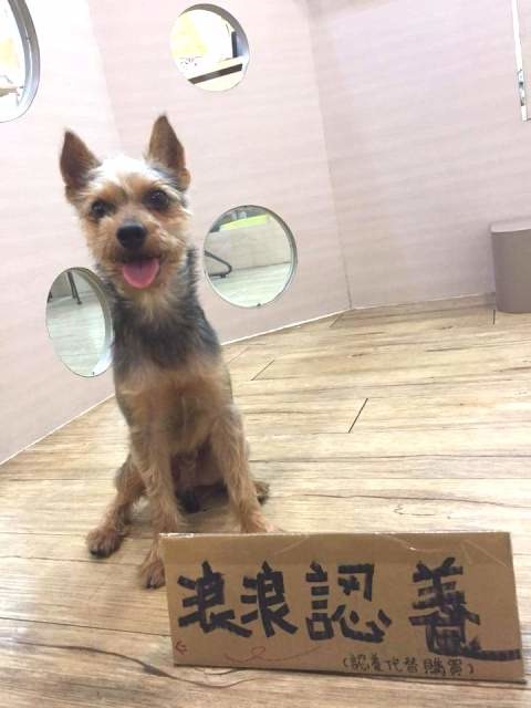 臺中市致力於成為國際的毛小孩友善指標城市,並從生命教育宣導推廣、落實犬貓防疫及改善動物環境等面向持續努力。台灣動物新聞網資料畫面 台中市動保處/提供