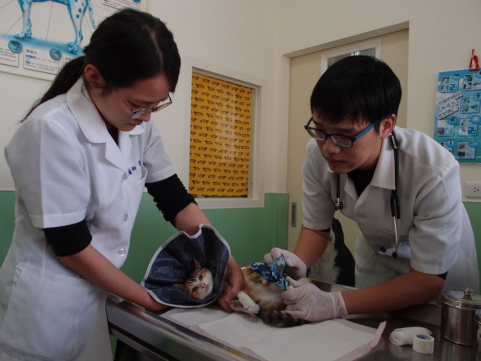 台中市正式發布施行「台中市獸醫診療機構設置標準」。台中市動保處/提供