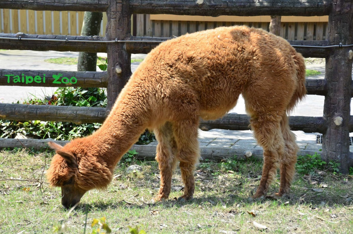  羊駝耳朵靈敏，為避開敏感地帶，因此造型後各個都成了麥克風頭。台北市立動物園/提供