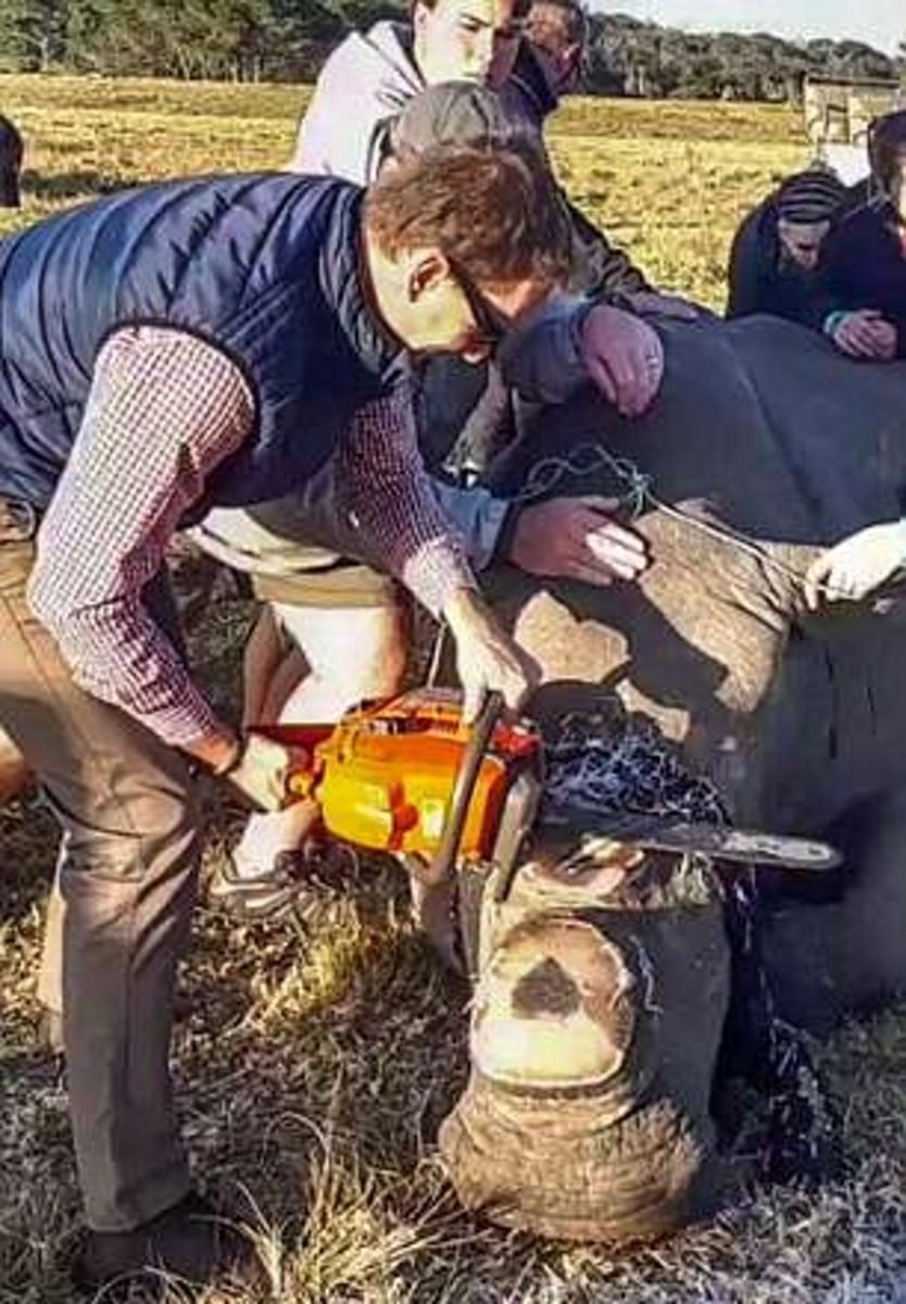 大約兩年便會為犀牛「去角」一次,目的是要防止偷獵者傷害,甚至殺死犀牛,以獲取有市場價值的犀牛角