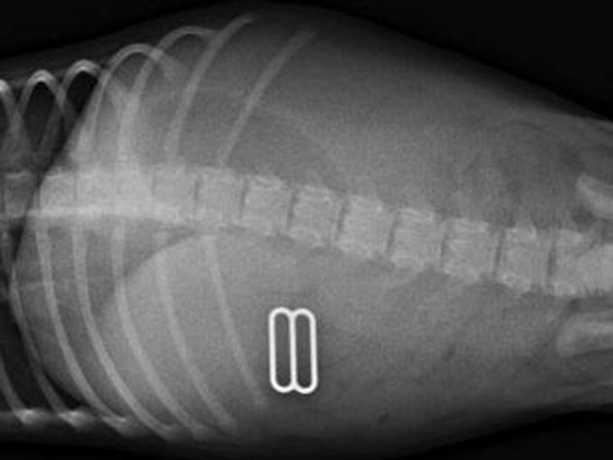 看不懂這相片？細細看看！這是主人的胸圍！（資料圖片）