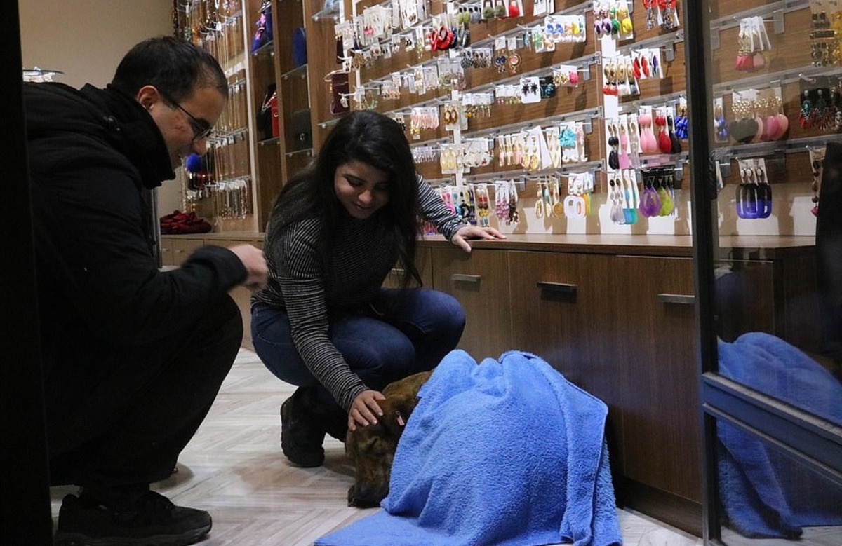 當地居民亦主動加入成為義工，為流浪動物添上暖意。（Daily Mail圖片）