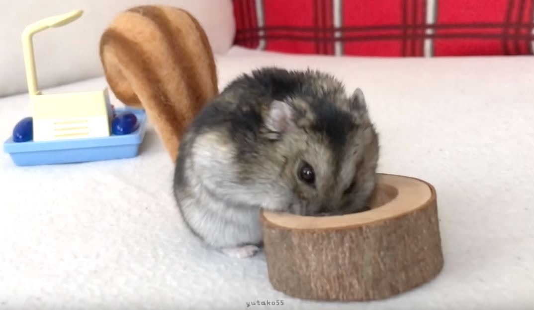 飼主特製的松鼠尾巴及木桌。（Youtube@yutako55）